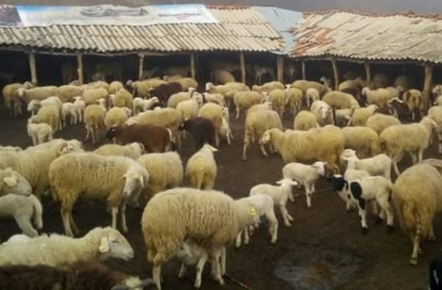 Се спрема овчарска буна: Овчарите ќе го кренат својот овчарски стап на протести против намалувањето на субвенциите